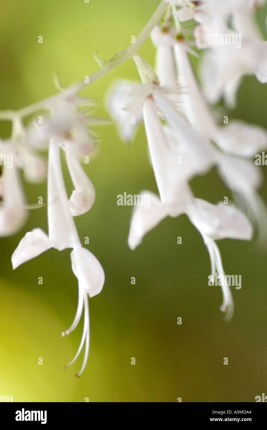 Close up of small white hanging flowers in Kirstenbosch Gardens at the base of Table Mountain