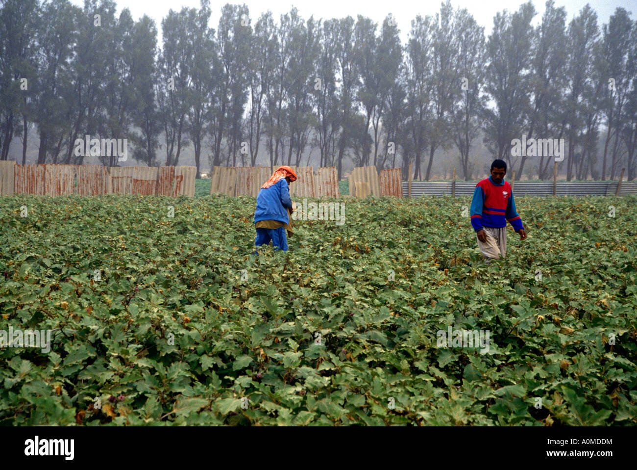 Wafra Farms Kuwait Saudi Kuwaiti Border Farms Mark Border Stock Photo