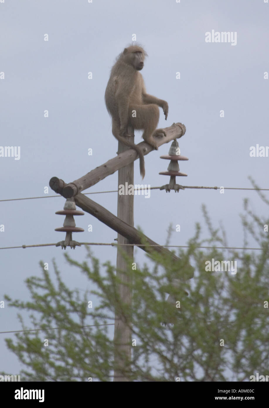 Baboon on to of an electricity pylon Kruger Park south Africa Stock Photo