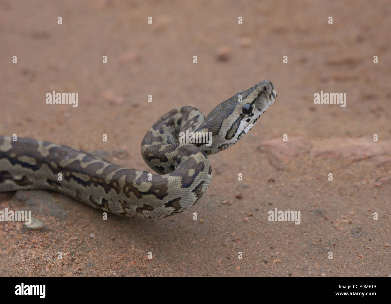 African rock python sebae young snake Kruger Park south Africa Stock ...