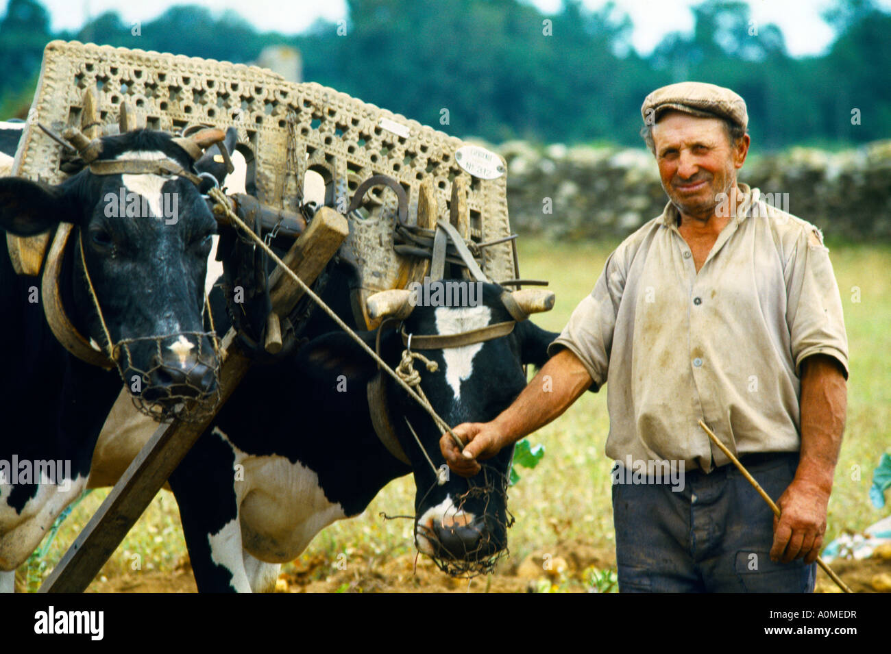 North Portugal Farmer And Ox Stock Photo