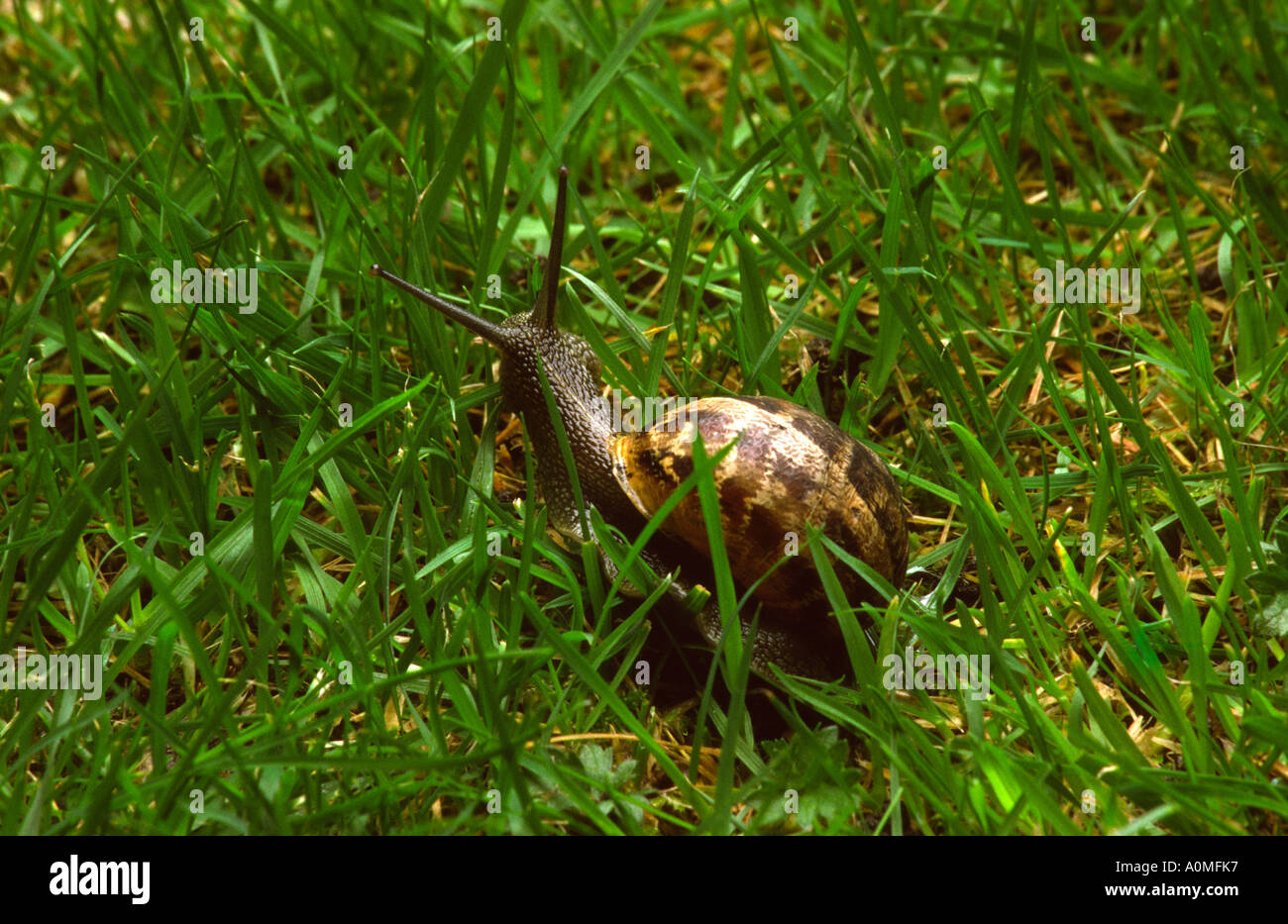 Gardening Garden pests snail on lawn Stock Photo