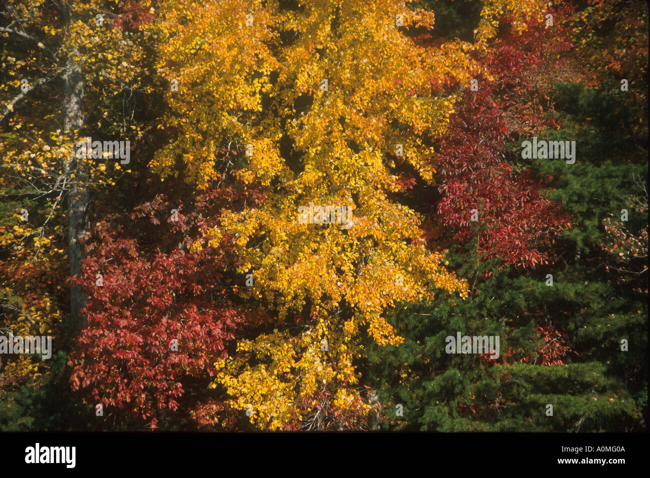 types of maple trees in tennessee types of maple trees in tennessee