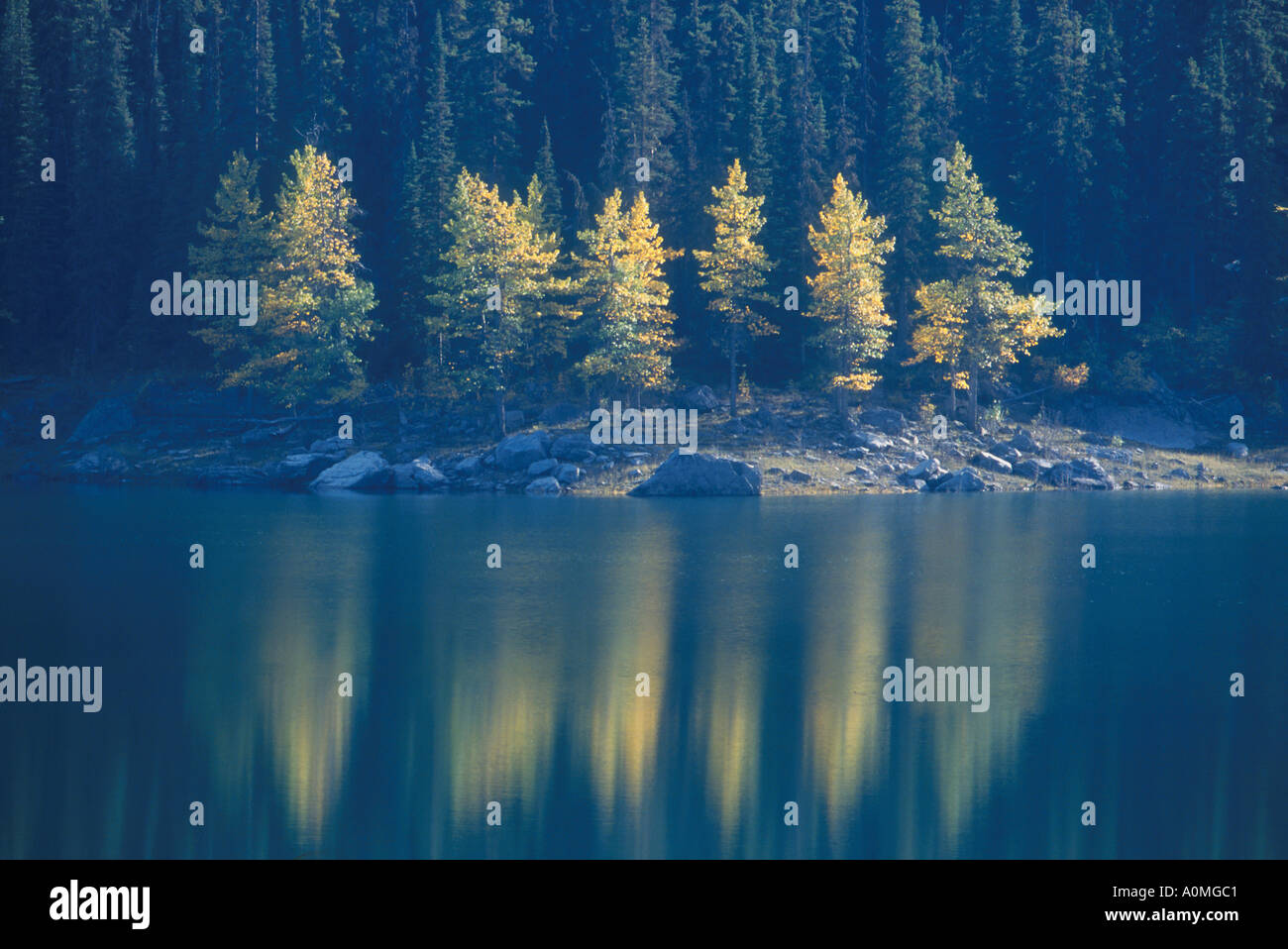 Canada Aspen trees in autumn colour reflected in water Canada Stock Photo