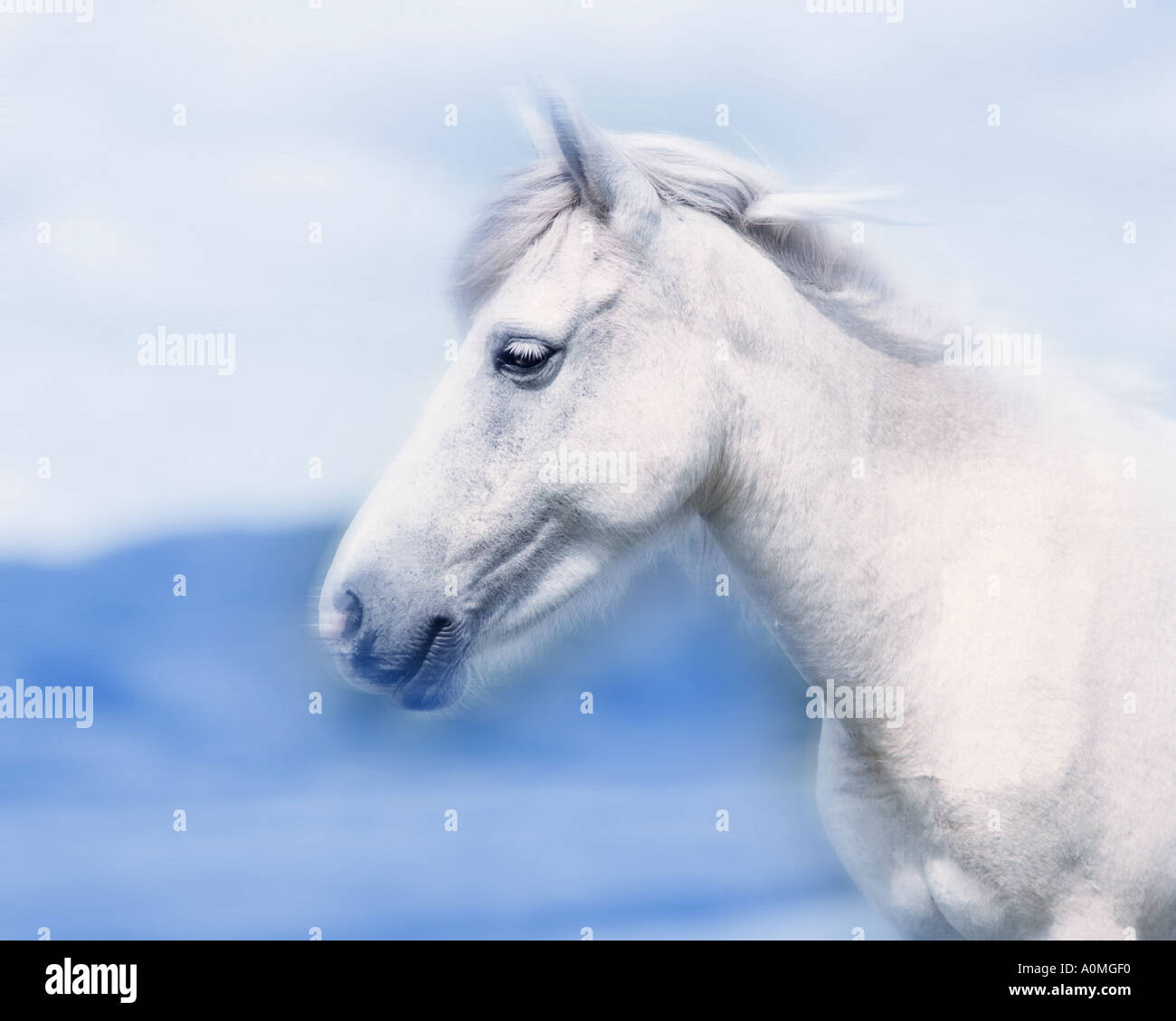 GB - GLOUCESTERSHIRE: White Horse Stock Photo