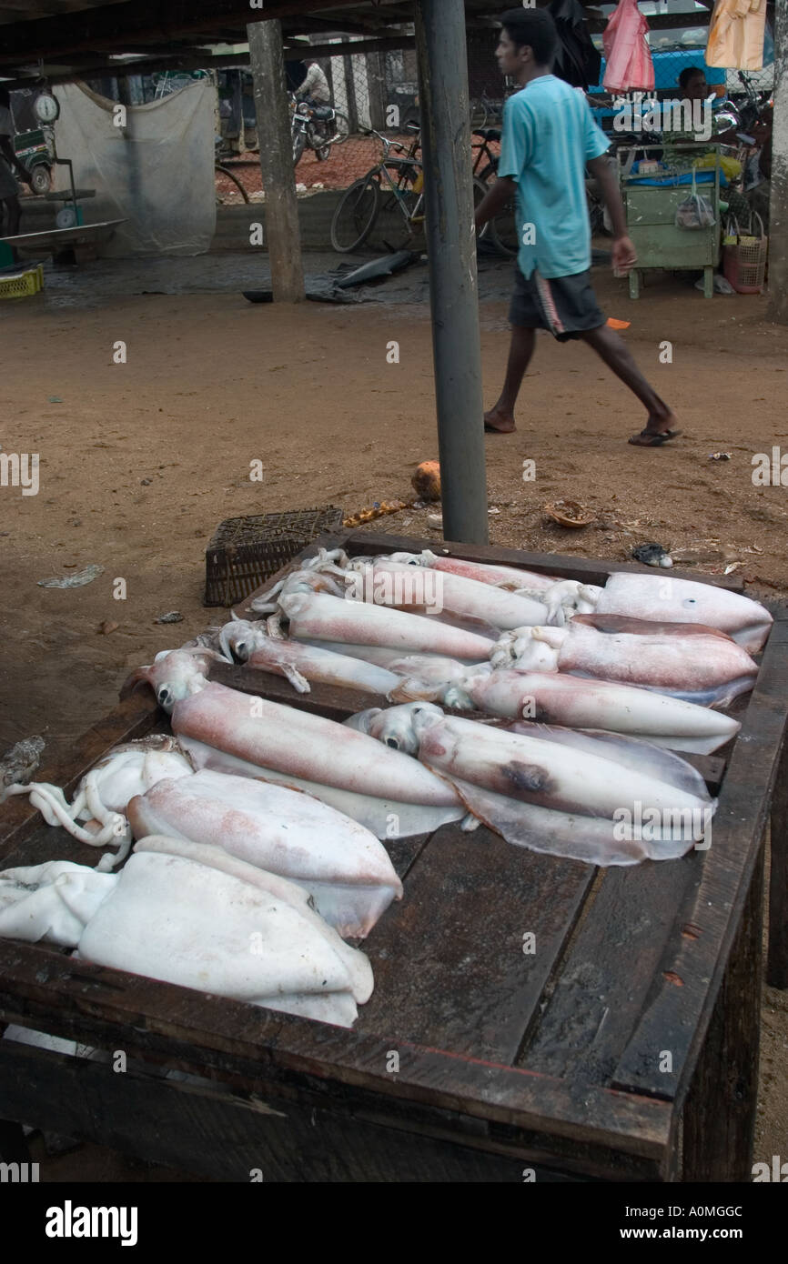 Cuttlefish for sale. Negombo fish market, Sri Lanka Stock Photo Alamy