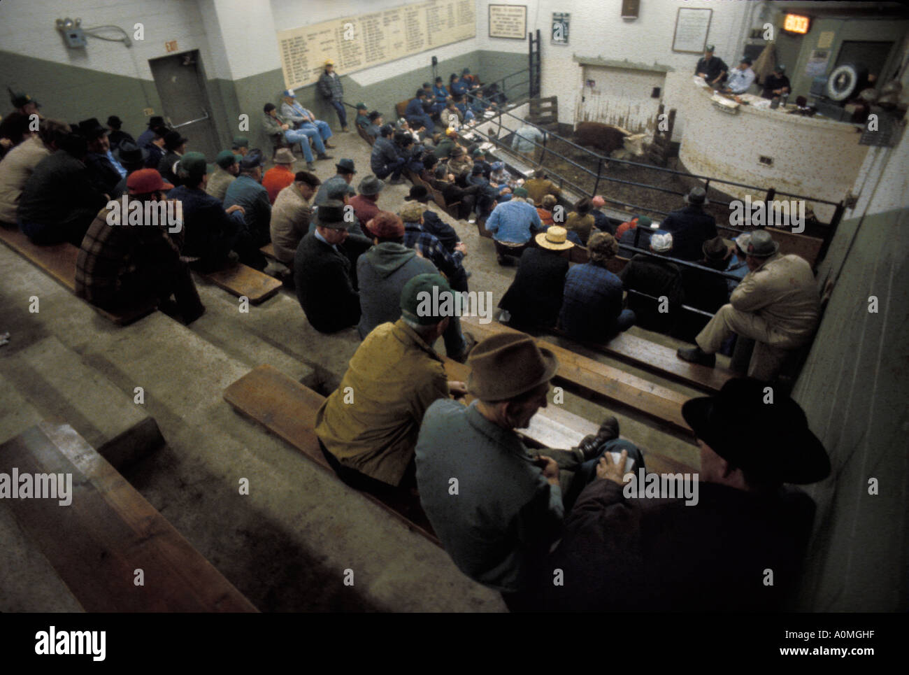 livestock auction ring stock yards Lancaster PA Pennsylvania auctioneer