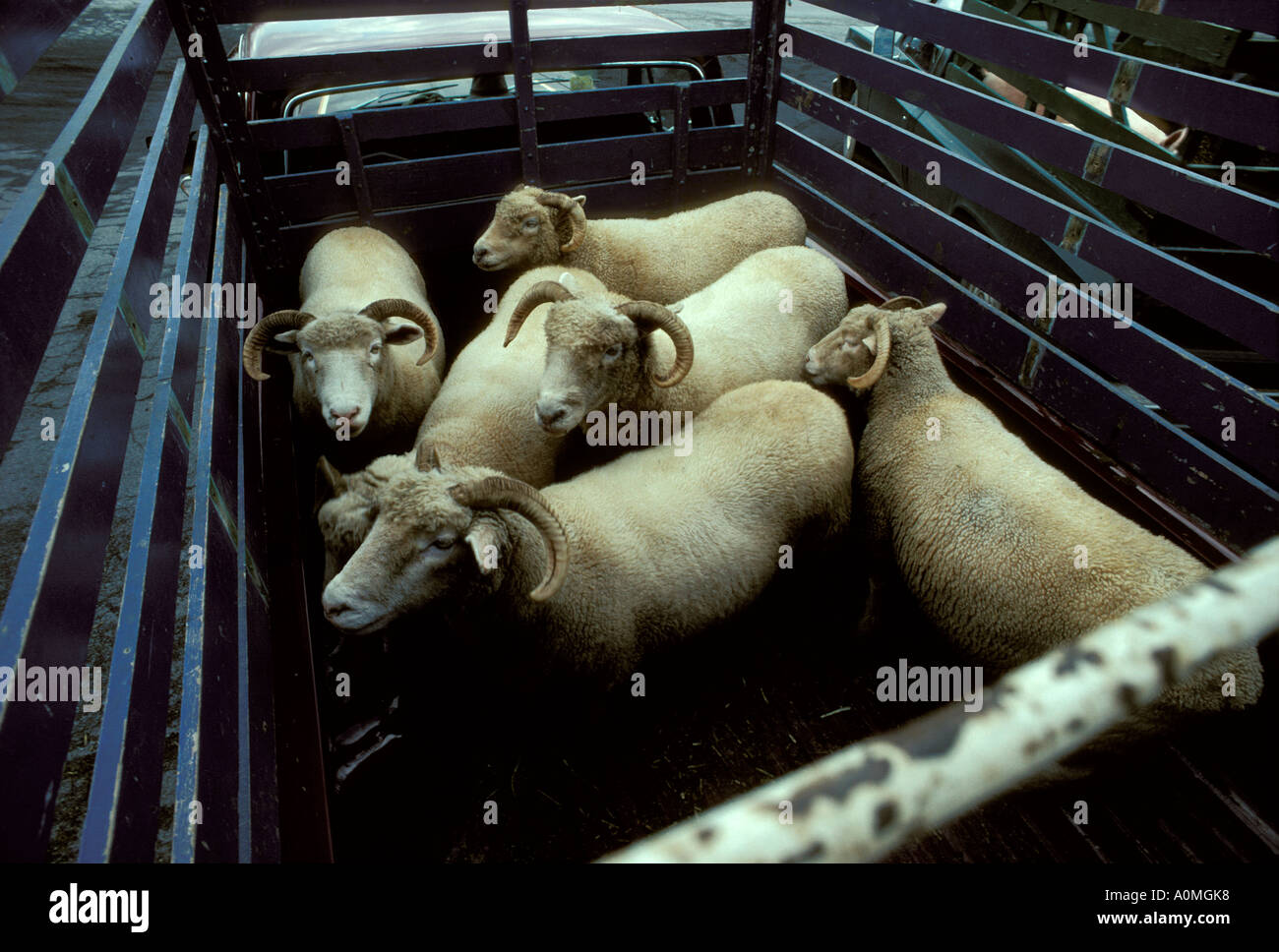 truck load sheep rams holding pen stall stock yards Lancaster PA ...