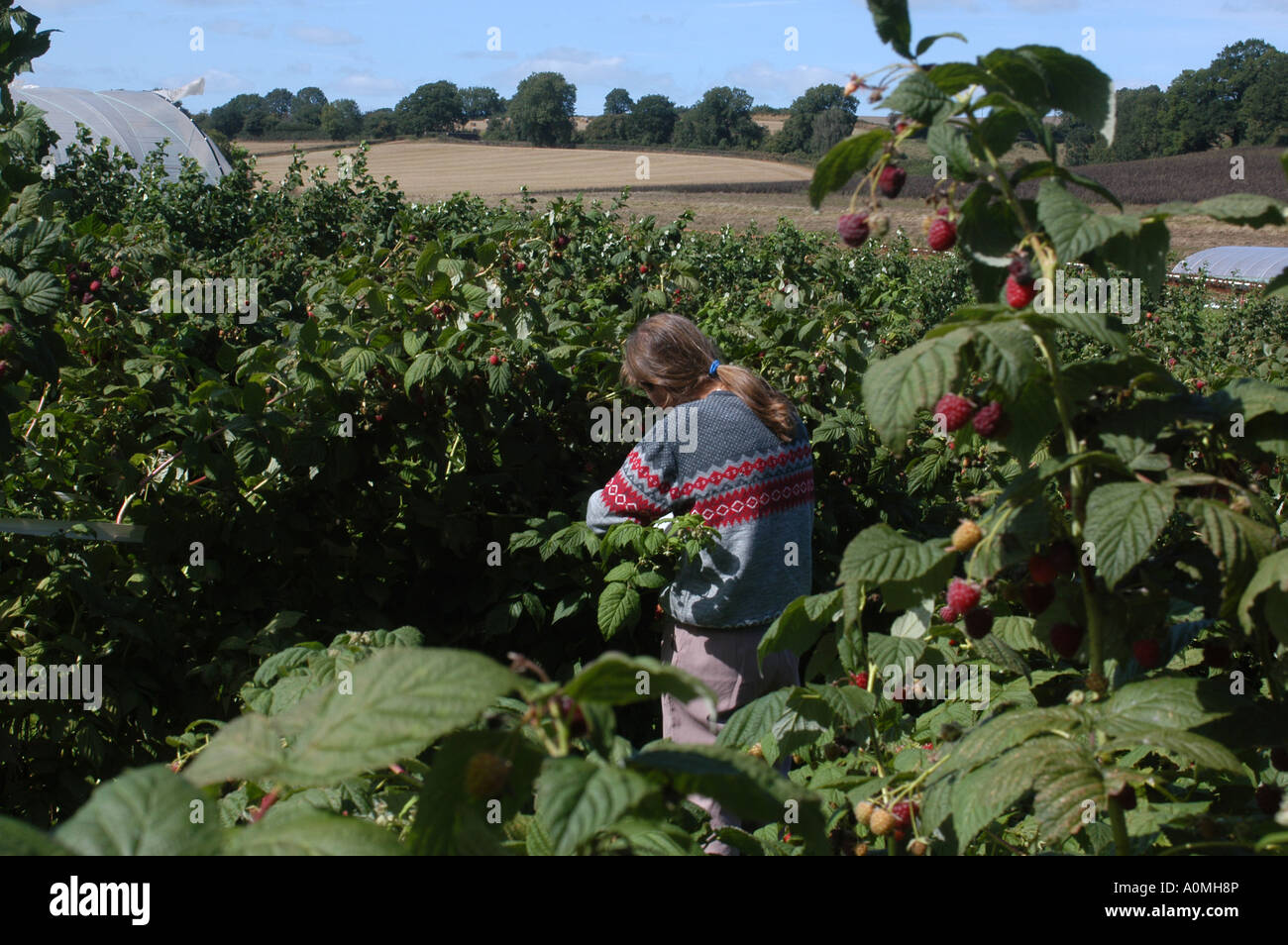 Fruit picking on a farm near Halberton in Devon Stock Photo