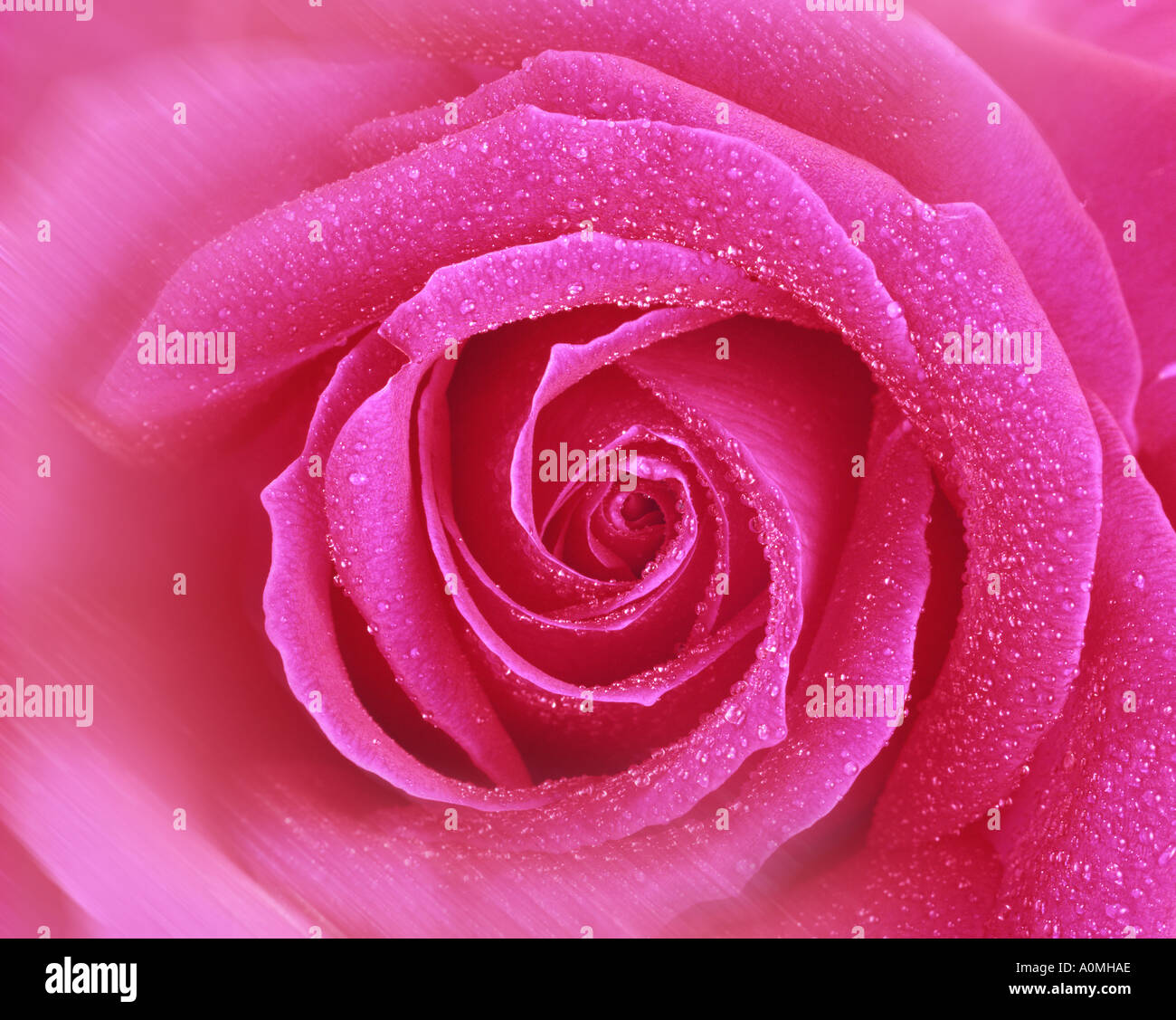 FLORA: English Red Rose (lat: rosa handel) Stock Photo