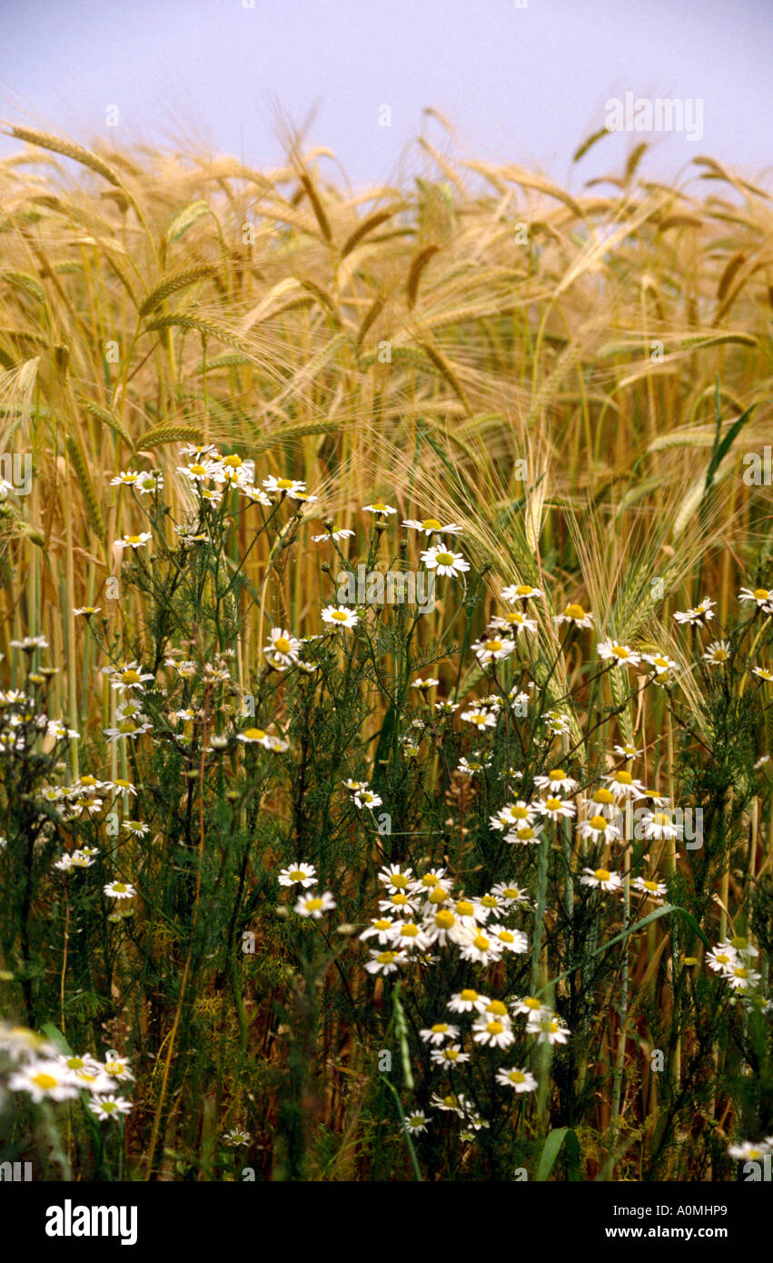 Cheshire Agriculture wild flowers at edge of Barley field Stock Photo