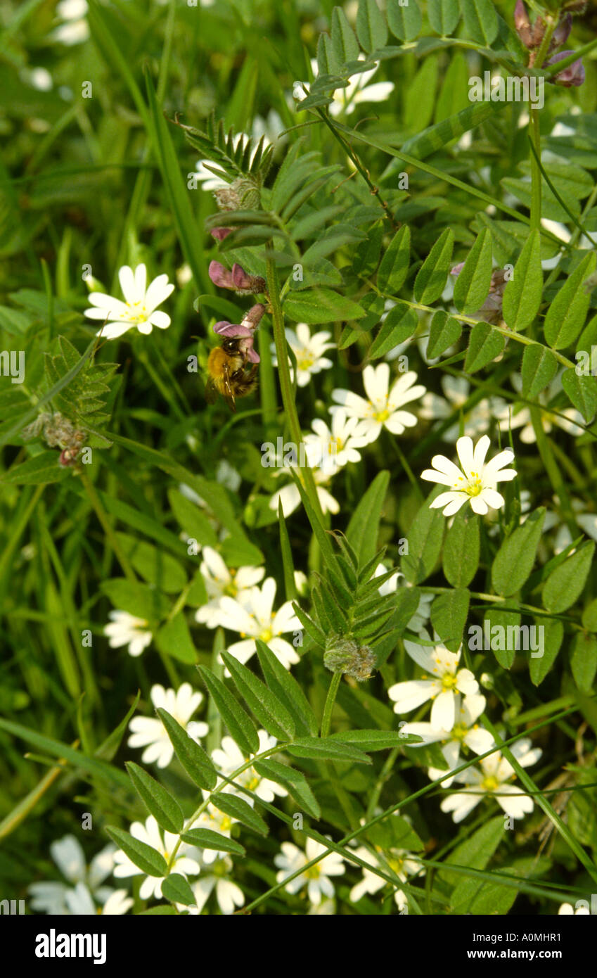 Flowers bee in hedgerow flowers Stock Photo