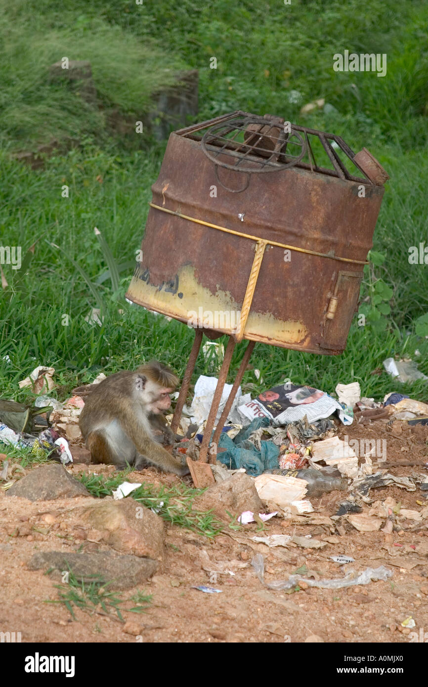 Monkey scavenging amongst overflowing rubbish bin. Polonnaruwa, Sri Lanka Stock Photo