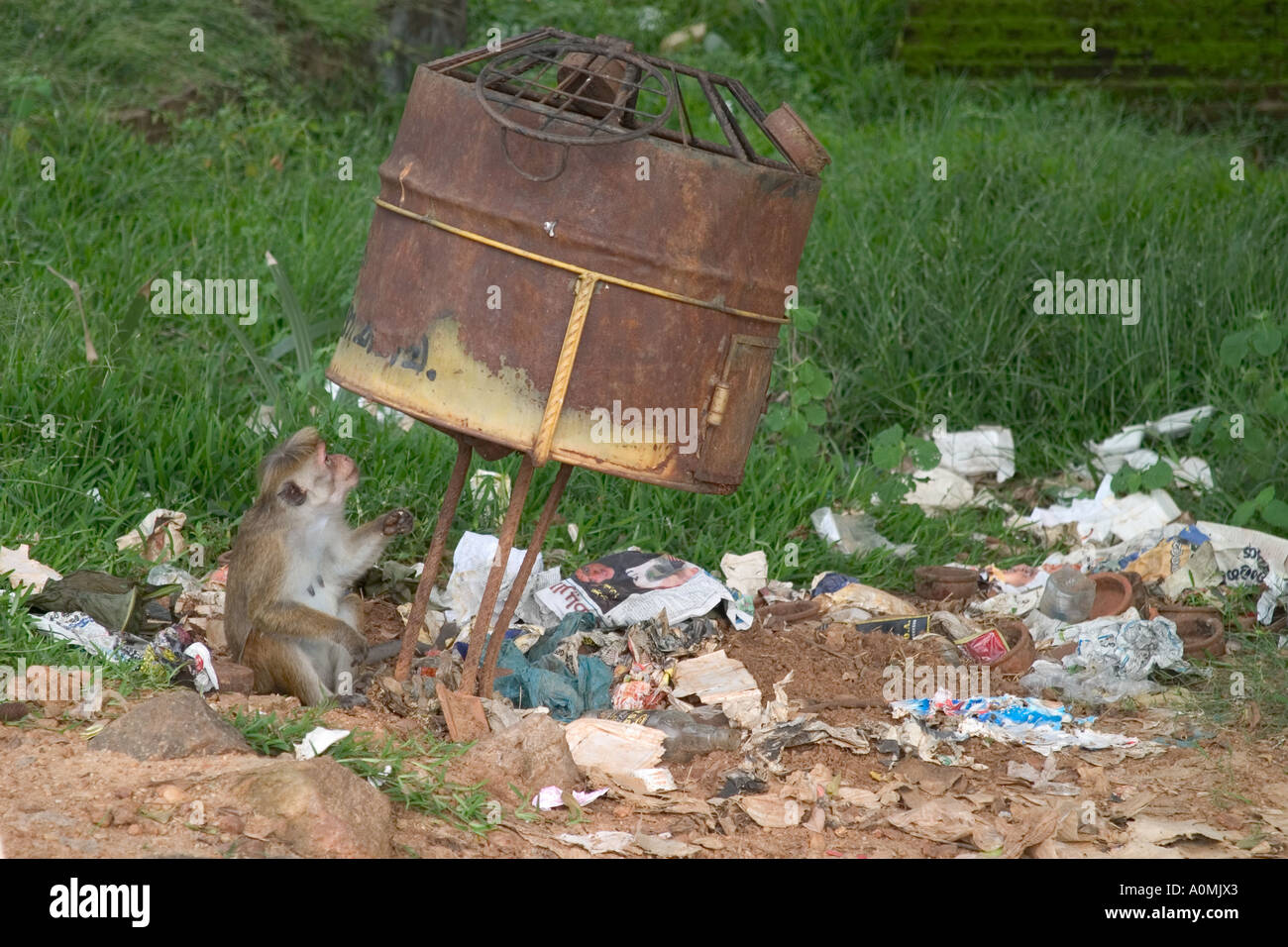 Monkey scavenging amongst overflowing rubbish bin. Polonnaruwa, Sri Lanka Stock Photo