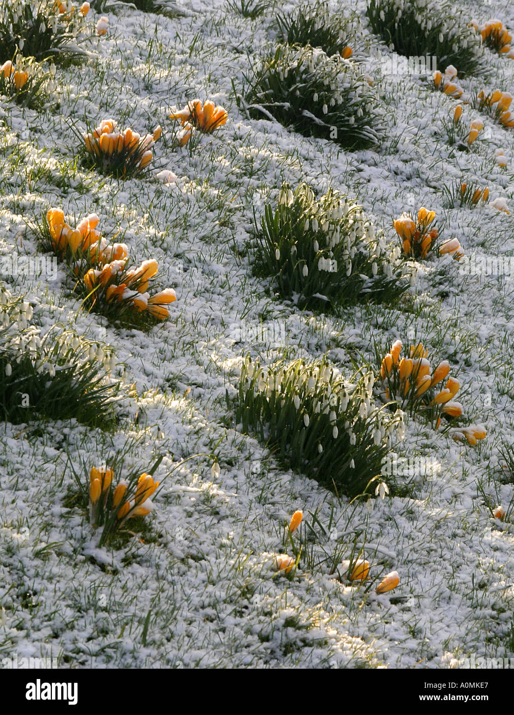 Spring flowers in snow Stock Photo Alamy