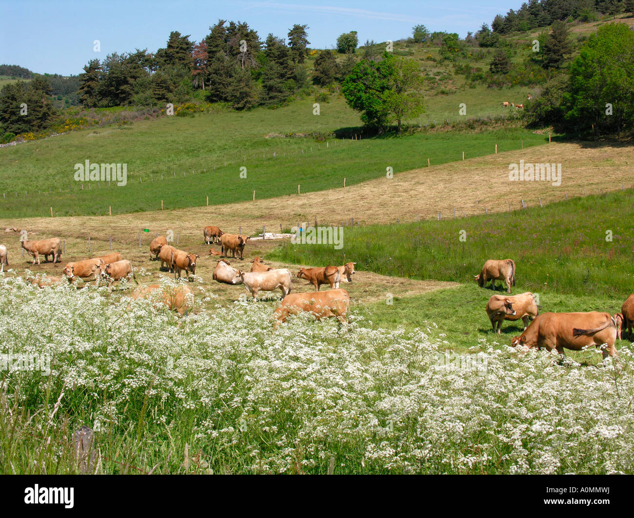 Limousin cow calf on grass hi-res stock photography and images - Alamy