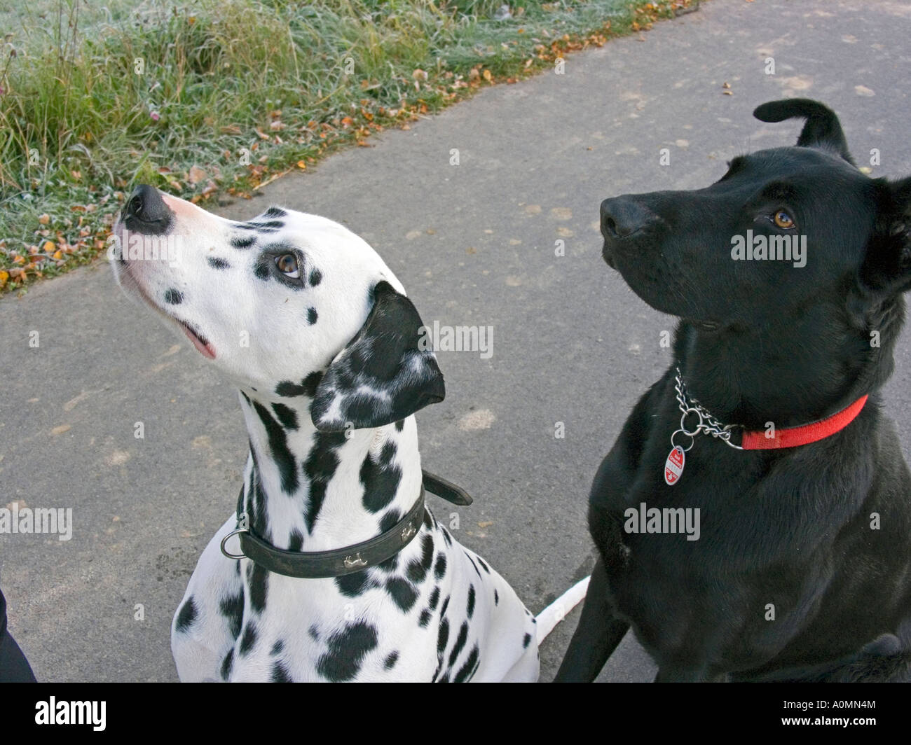 two dogs Dalmatian and Labrador hybrid looking up attentive by begging Stock Photo Alamy