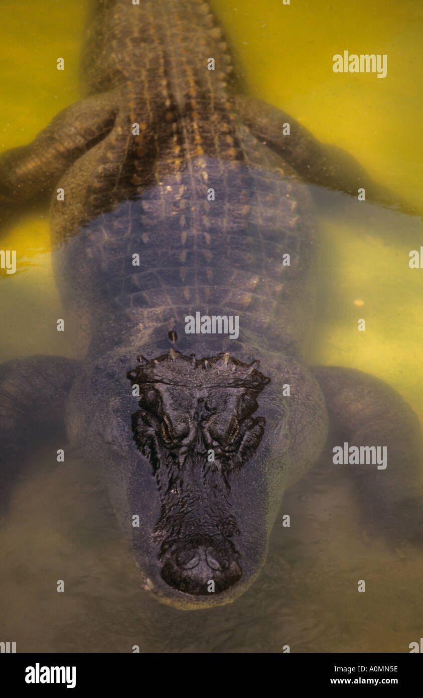 Alligator Audubon Zoo New Orleans USA Stock Photo Alamy