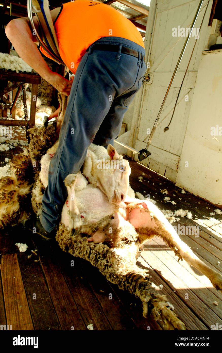 A photo of shearers shearing sheep, Australia. photo by Bruce Miller 11