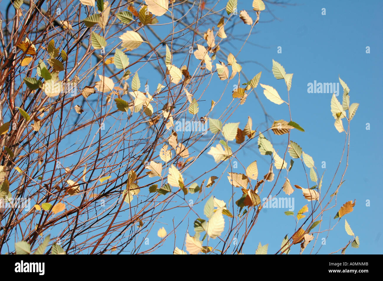 Autumn Leaves against a clear blue sky Stock Photo