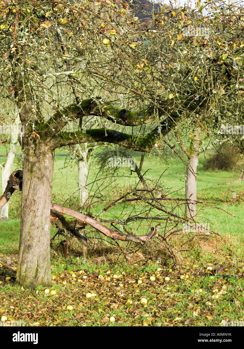 meadow with apple trees in late autumn Stock Photo - Alamy