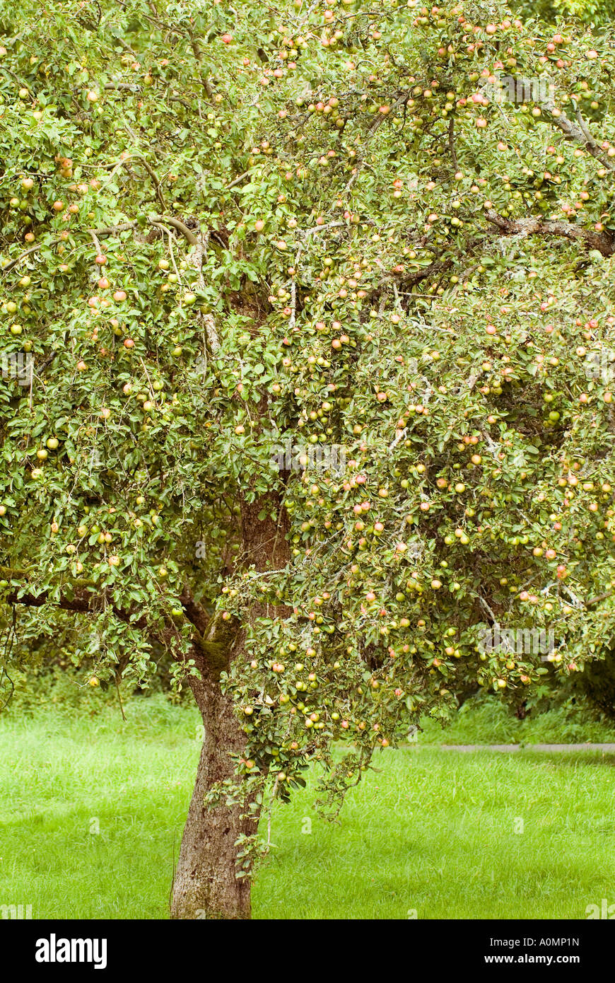 apple tree with ripe apples on a meadow in autumn Stock Photo - Alamy