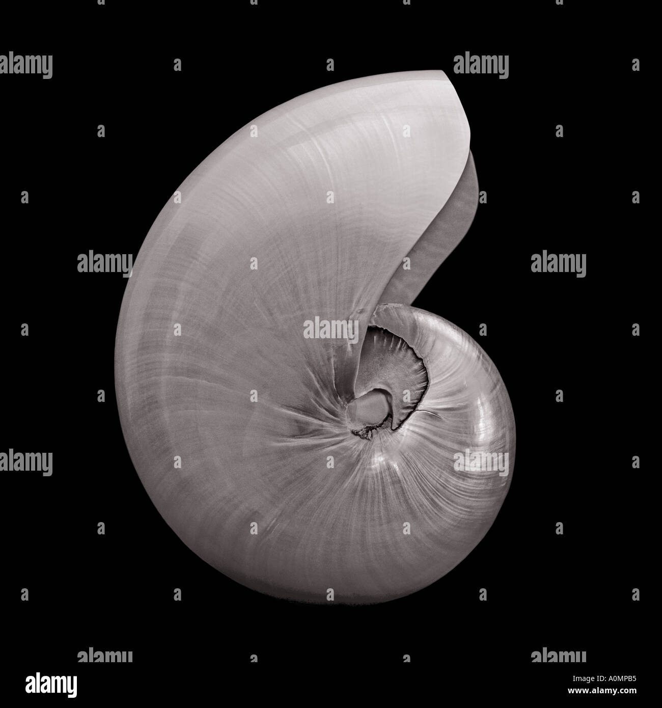 Clive shell hires stock photography and images Alamy