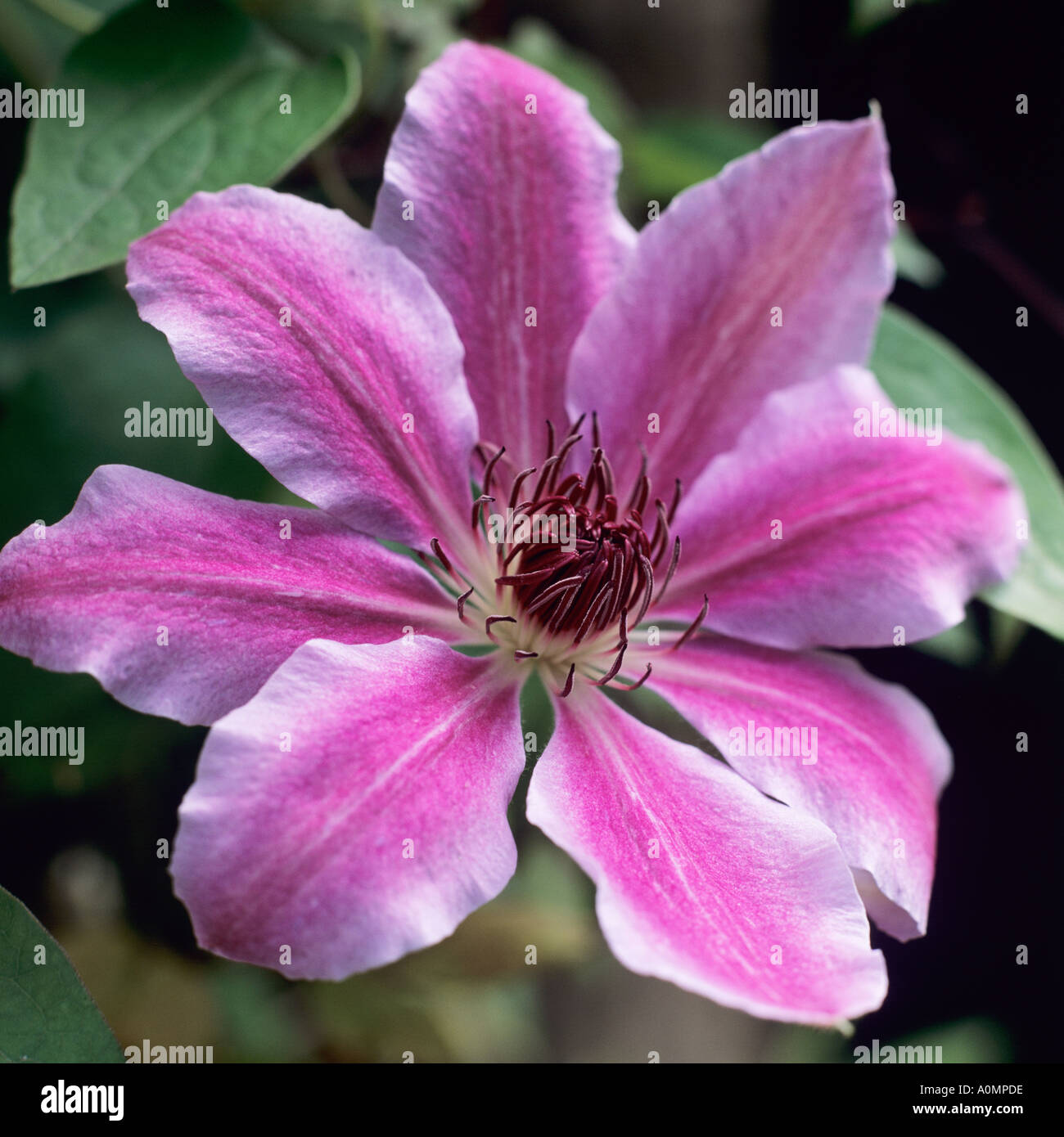 Nellie moser hi-res stock photography and images - Alamy