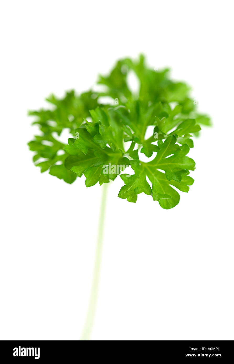 Curley Leaved Parsley Petroselinum crispum Stock Photo