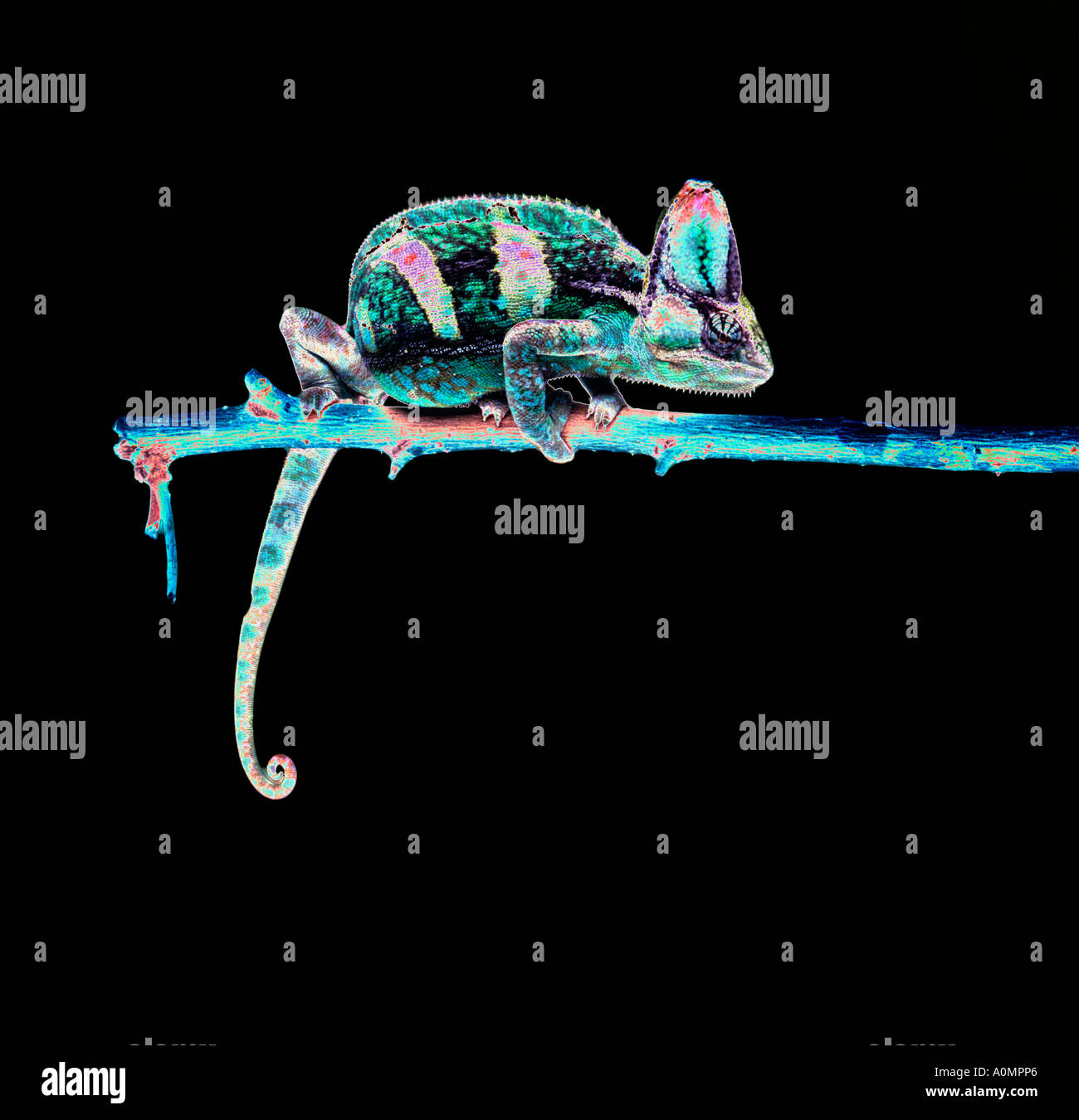 Abstract Chameleon Black Background On Stick Twig Copy Space Stock