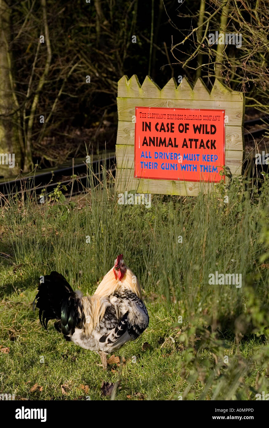 Chicken standing next to Danger of Wild Animals Attack Sign Stock Photo Alamy