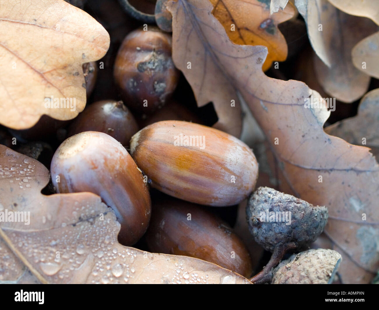 Withered oak leaves hi-res stock photography and images - Alamy