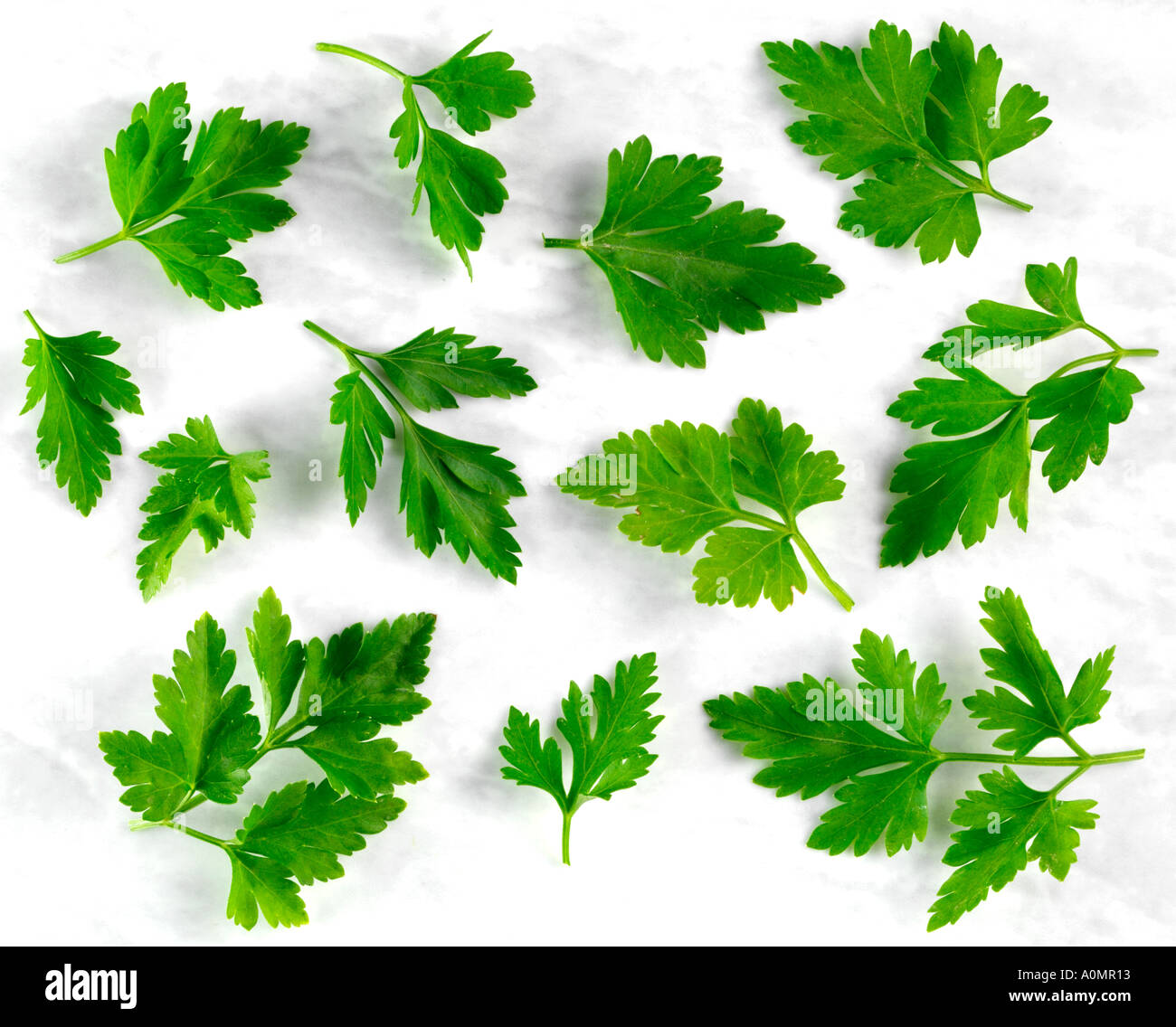 FLAT LEAF PARSLEY Stock Photo Alamy