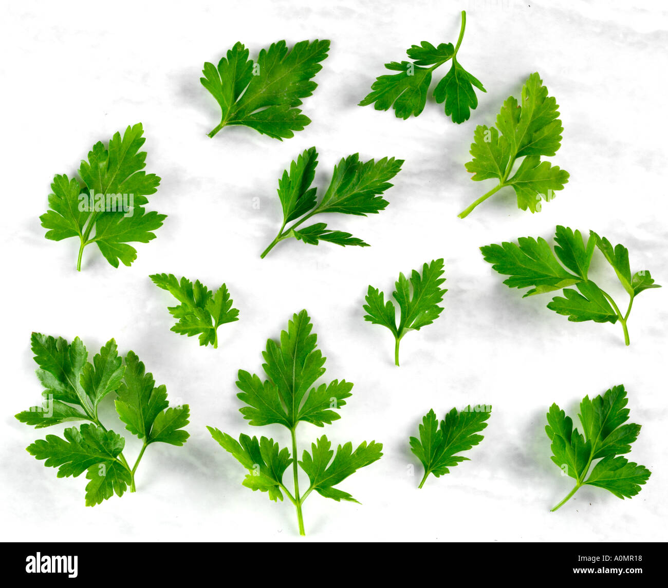 FLAT LEAF PARSLEY Stock Photo Alamy