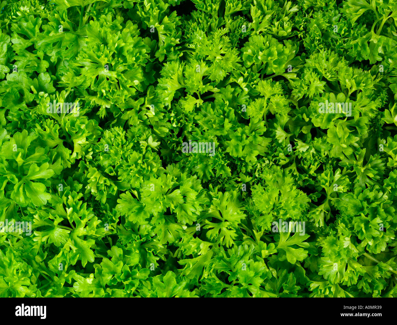 GROWING CURLY PARSLEY Stock Photo Alamy
