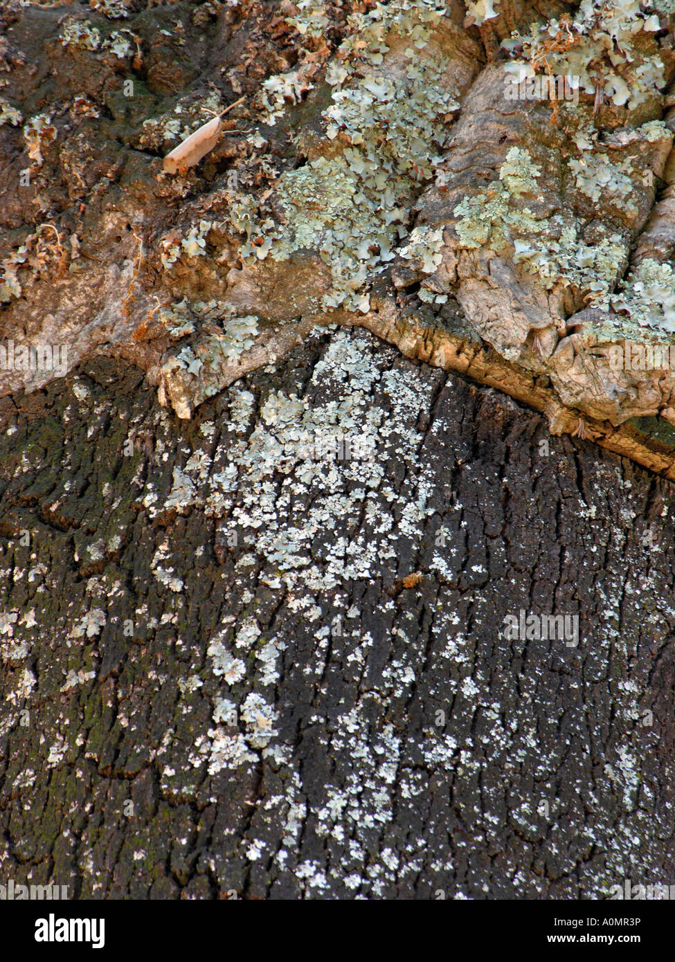 bark of cork oak Quercus suber Stock Photo Alamy