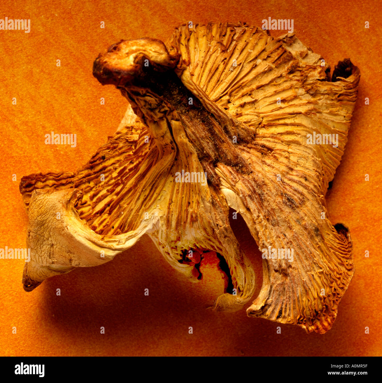 CHANTERELLE MUSHROOM Stock Photo