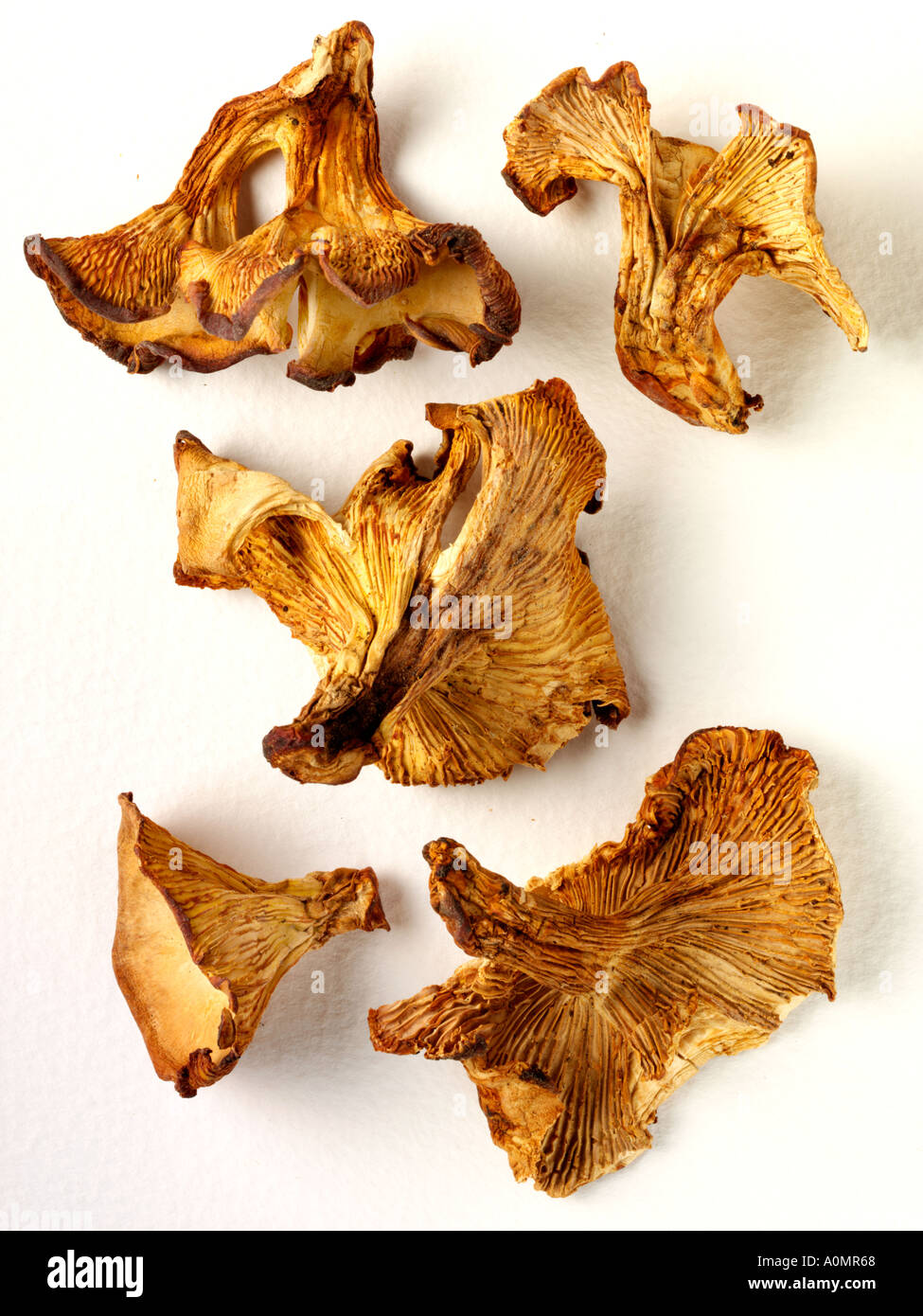 CHANTERELLE MUSHROOMS Stock Photo