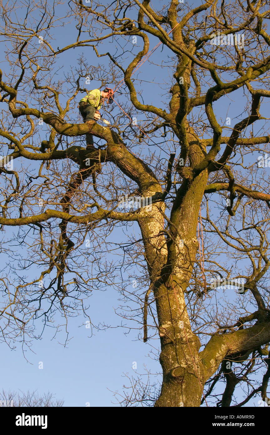 tree surgeon uses a chain saw in an oak tree Stock Photo - Alamy