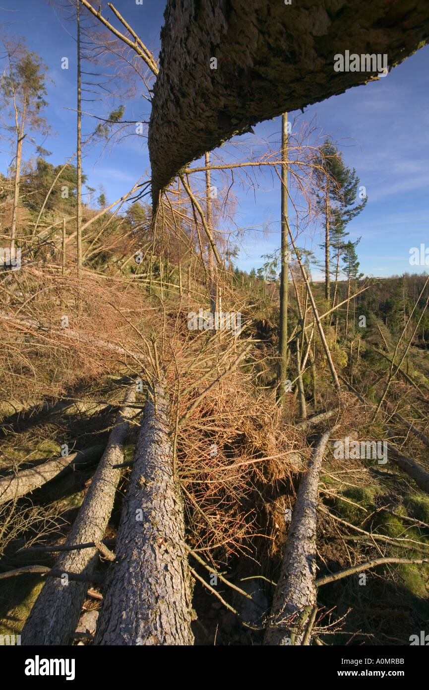 trees blown over in Broughton moor forest by storm force winds jan 2005