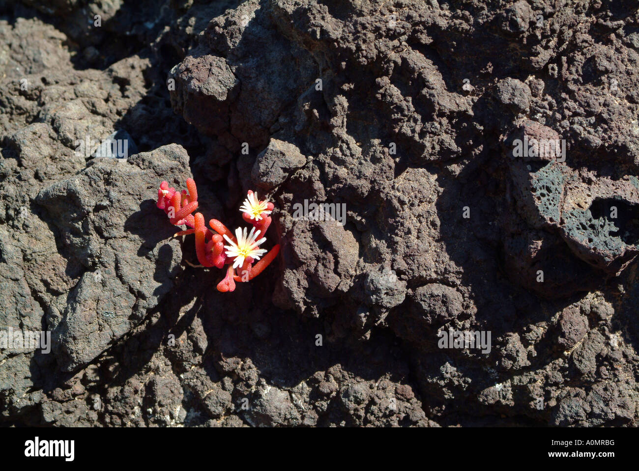 flower on lava rock Blume auf Lavagestein Stock Photo Alamy