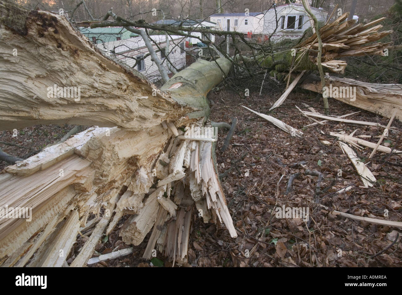 Tree blown over hires stock photography and images Alamy