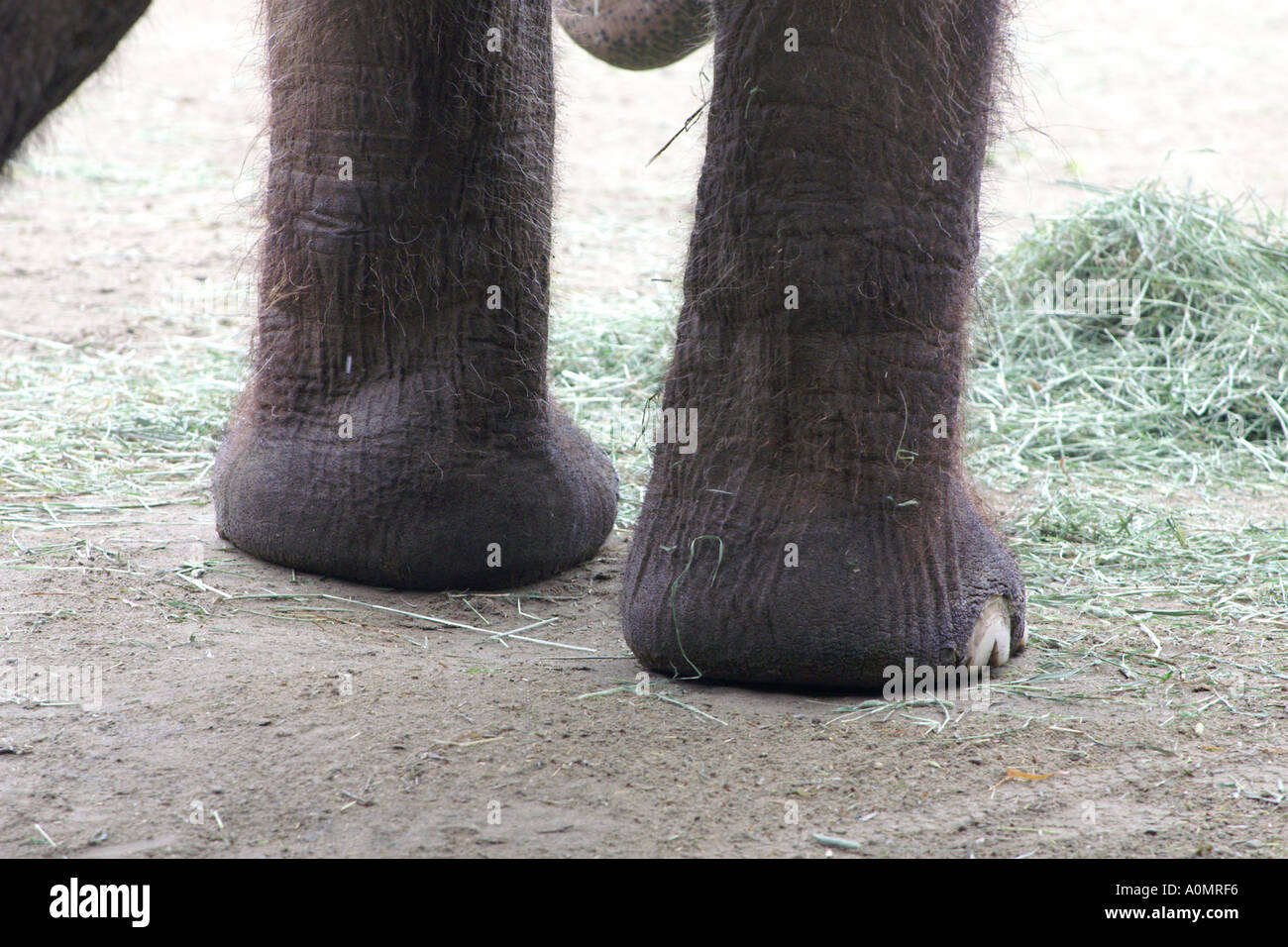 front feet captive indian elephant Stock Photo