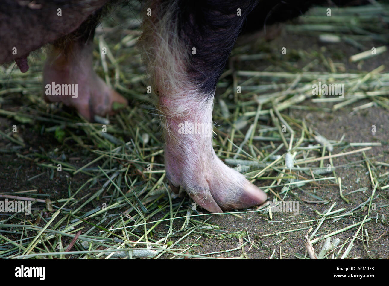 pig fore feet short legs Stock Photo