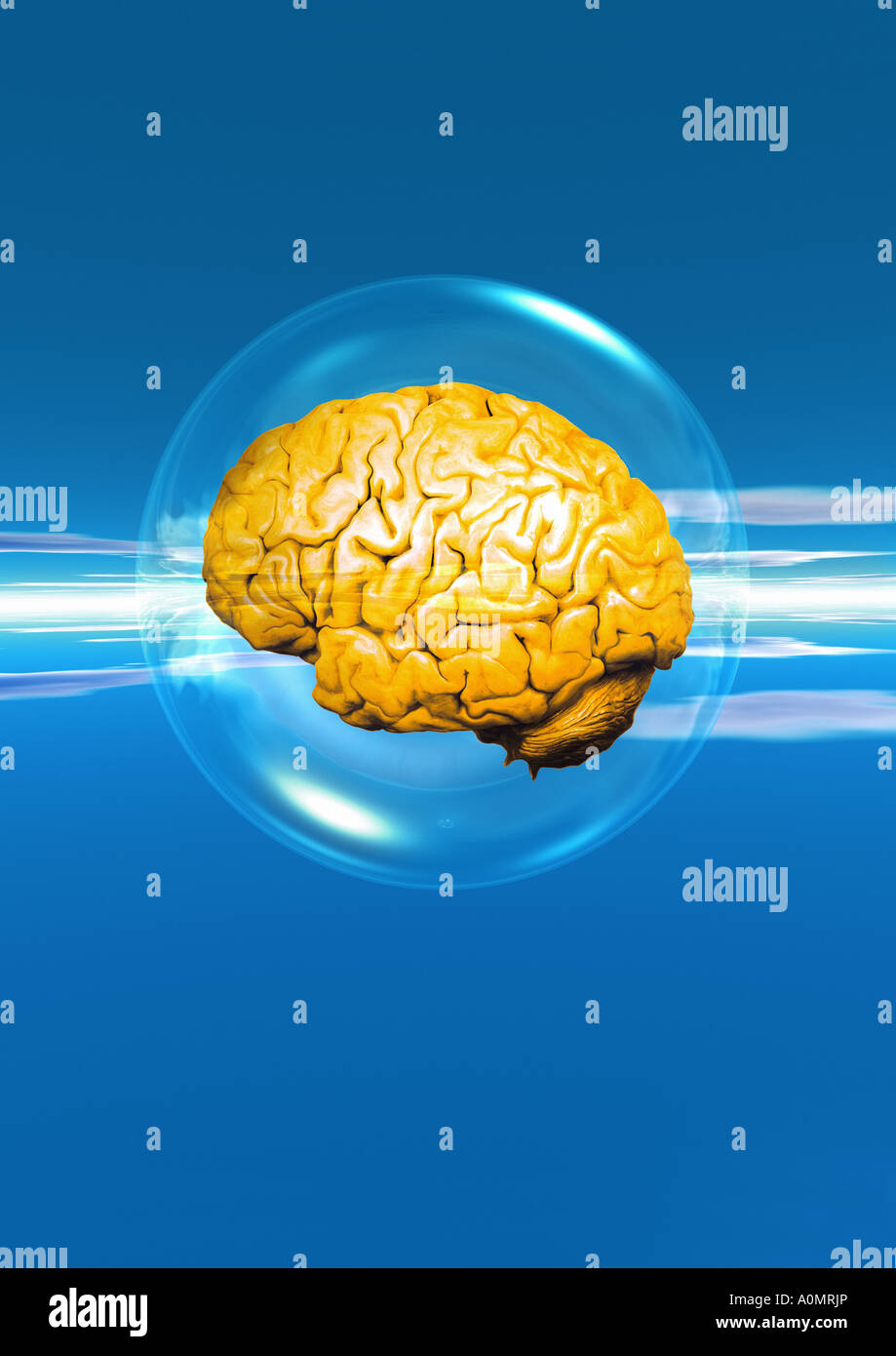 brain Gehirn Stock Photo