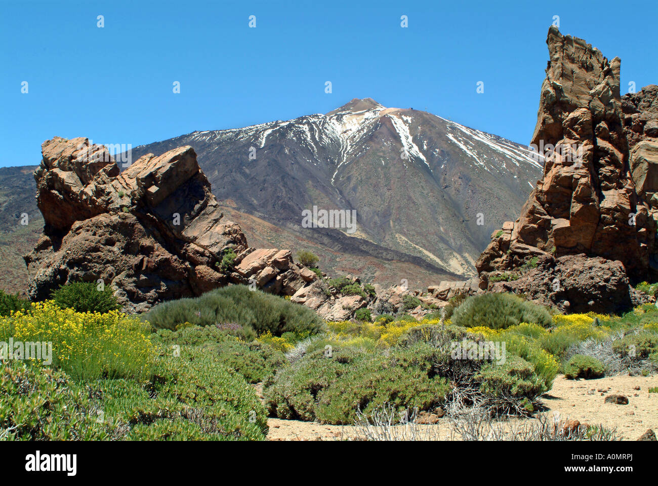 yellow flowers on volcanic rock Kanarenginster an den Hängen des Teide Stock Photo