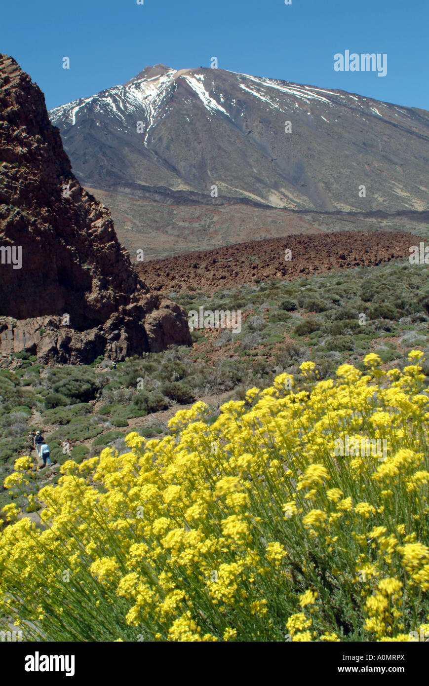 yellow flowers on volcanic rock Kanarenginster an den Hängen des Teide Stock Photo