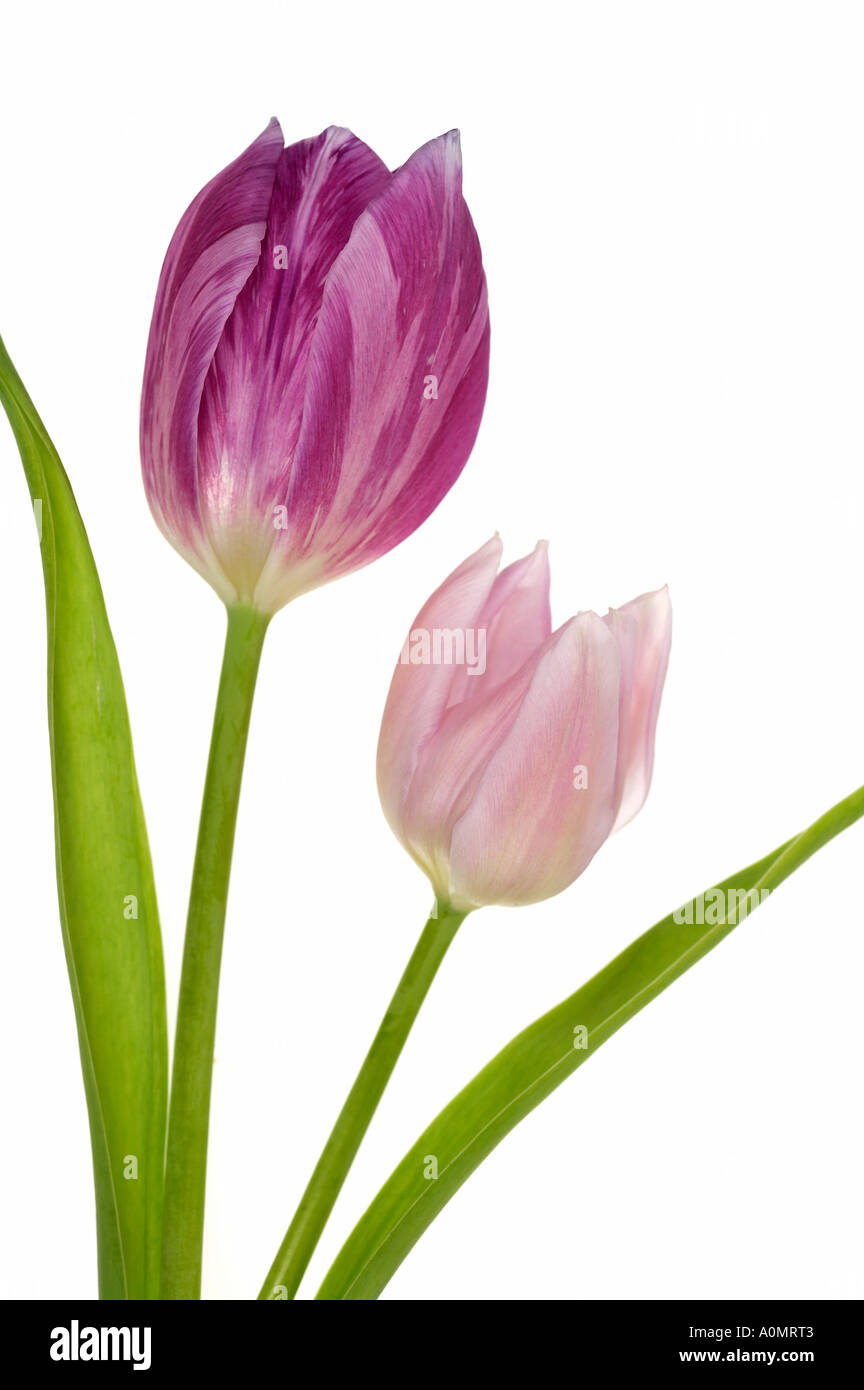 Two tulip flowers on white background Stock Photo - Alamy