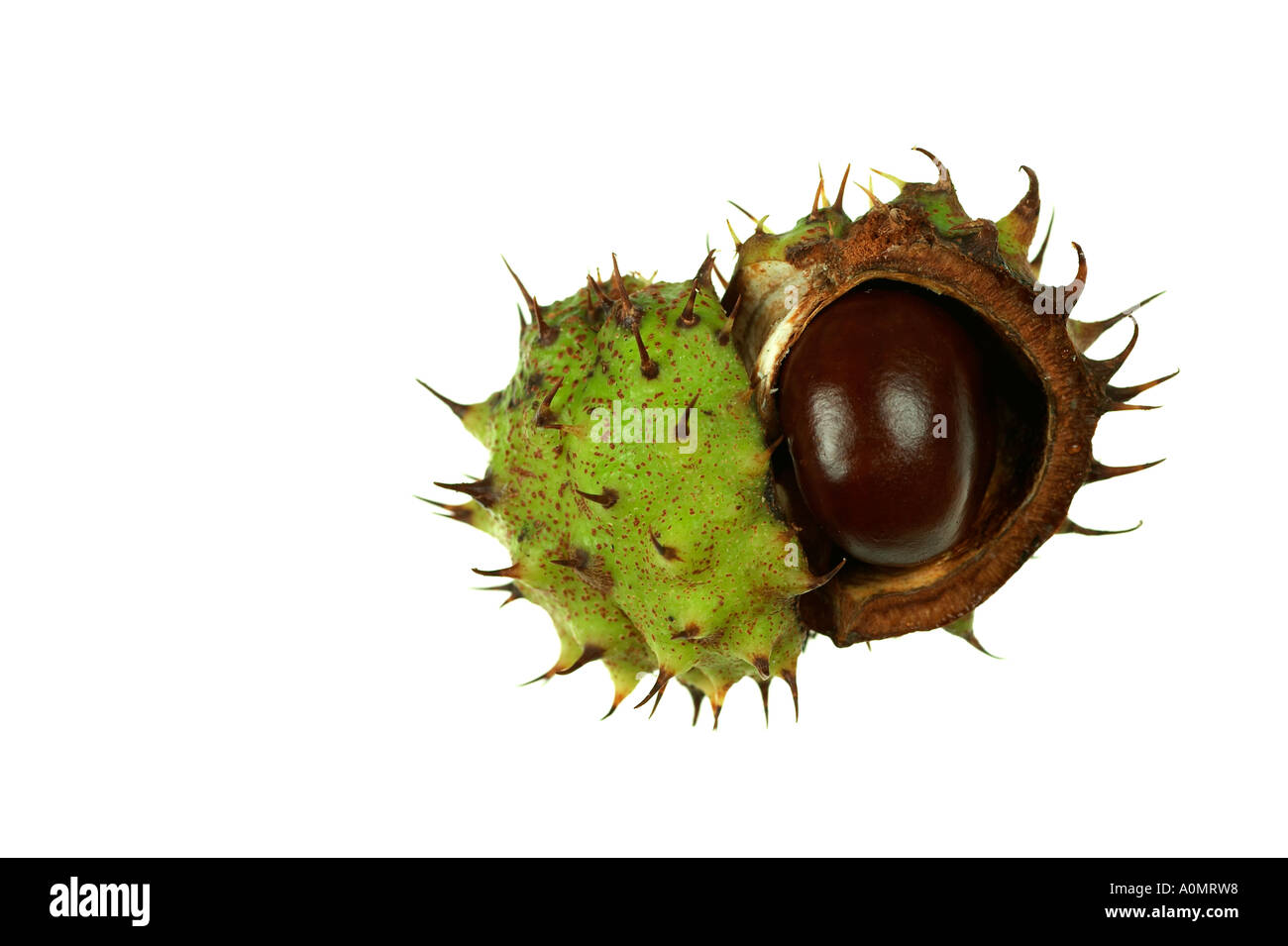 Horse Chestnut Conker and case Aesculus hippocastanum Stock Photo Alamy