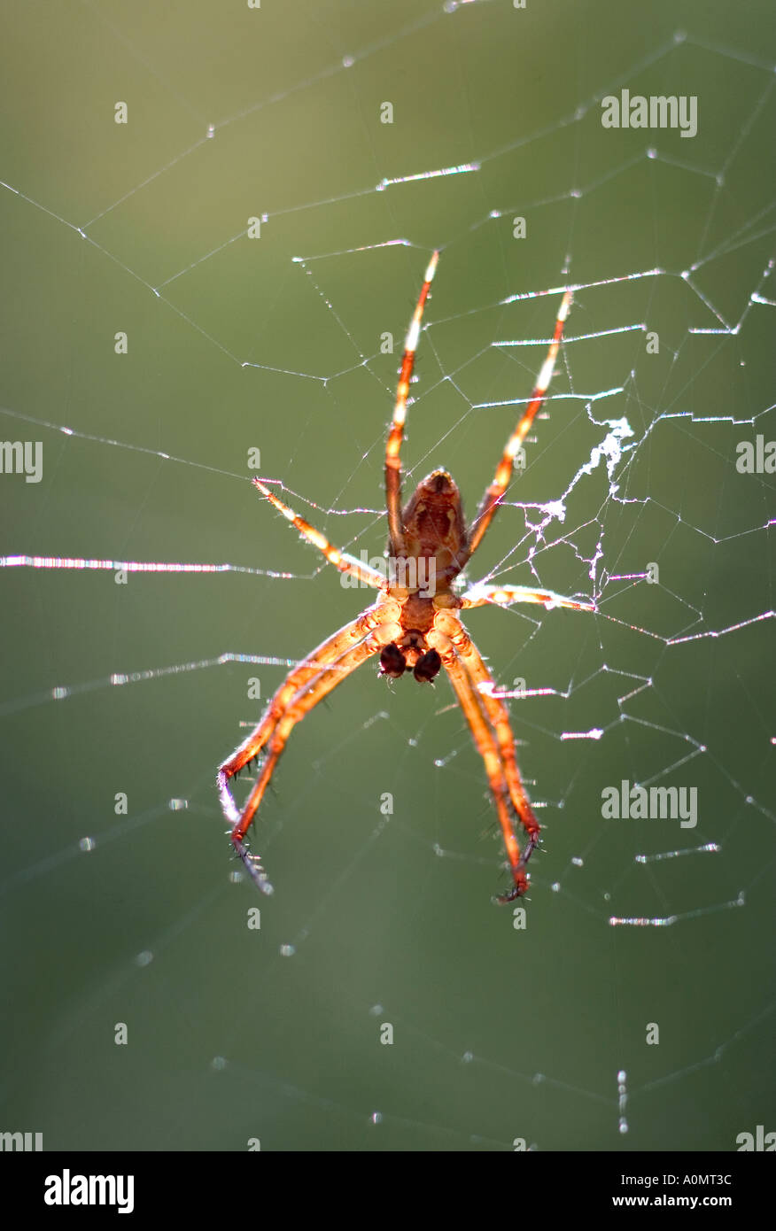Male Garden Spider in Web Stock Photo - Alamy